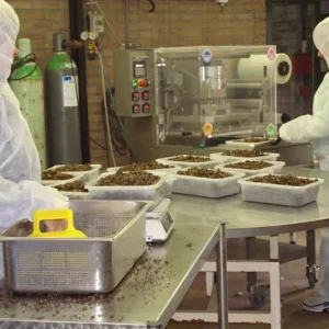 Sjamaan truffle production