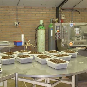 Sjamaan truffle production