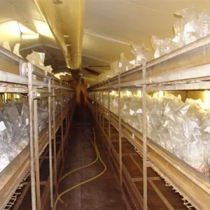 Sjamaan truffle production