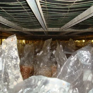 Sjamaan truffle production