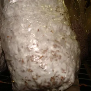 Sjamaan truffle production