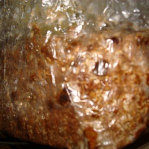 Sjamaan truffle production