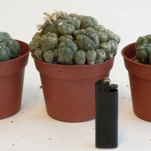 Peyote group