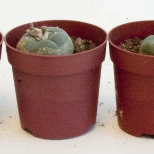 Peyote small