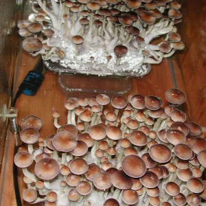Psilocybe cubensis growkit