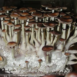 Psilocybe cubensis growkit