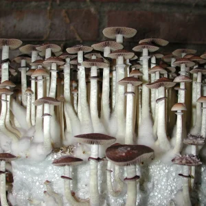 Psilocybe cubensis growkit