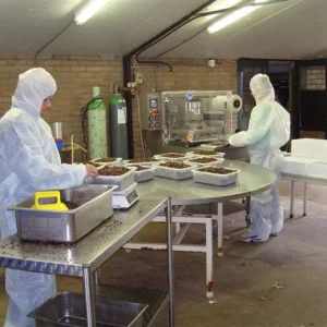 Sjamaan truffle production