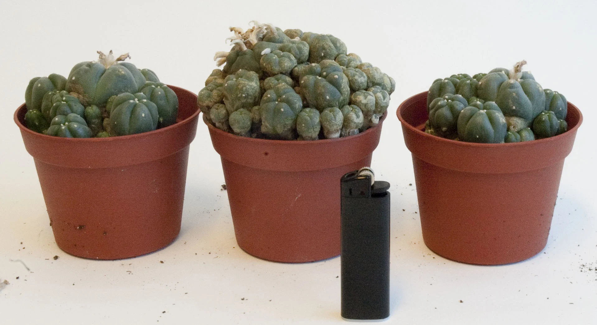 Peyote group