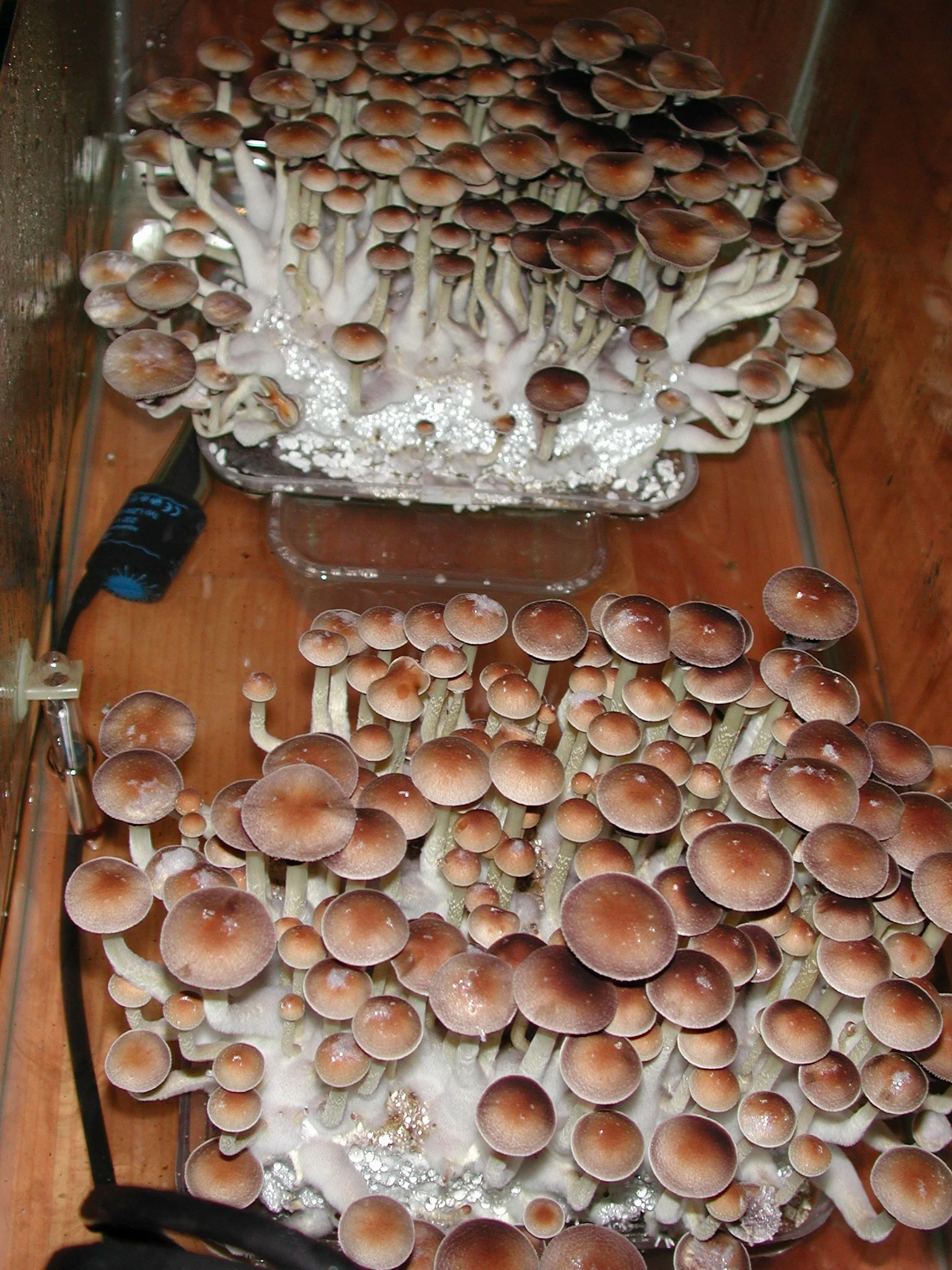 Psilocybe cubensis growkit