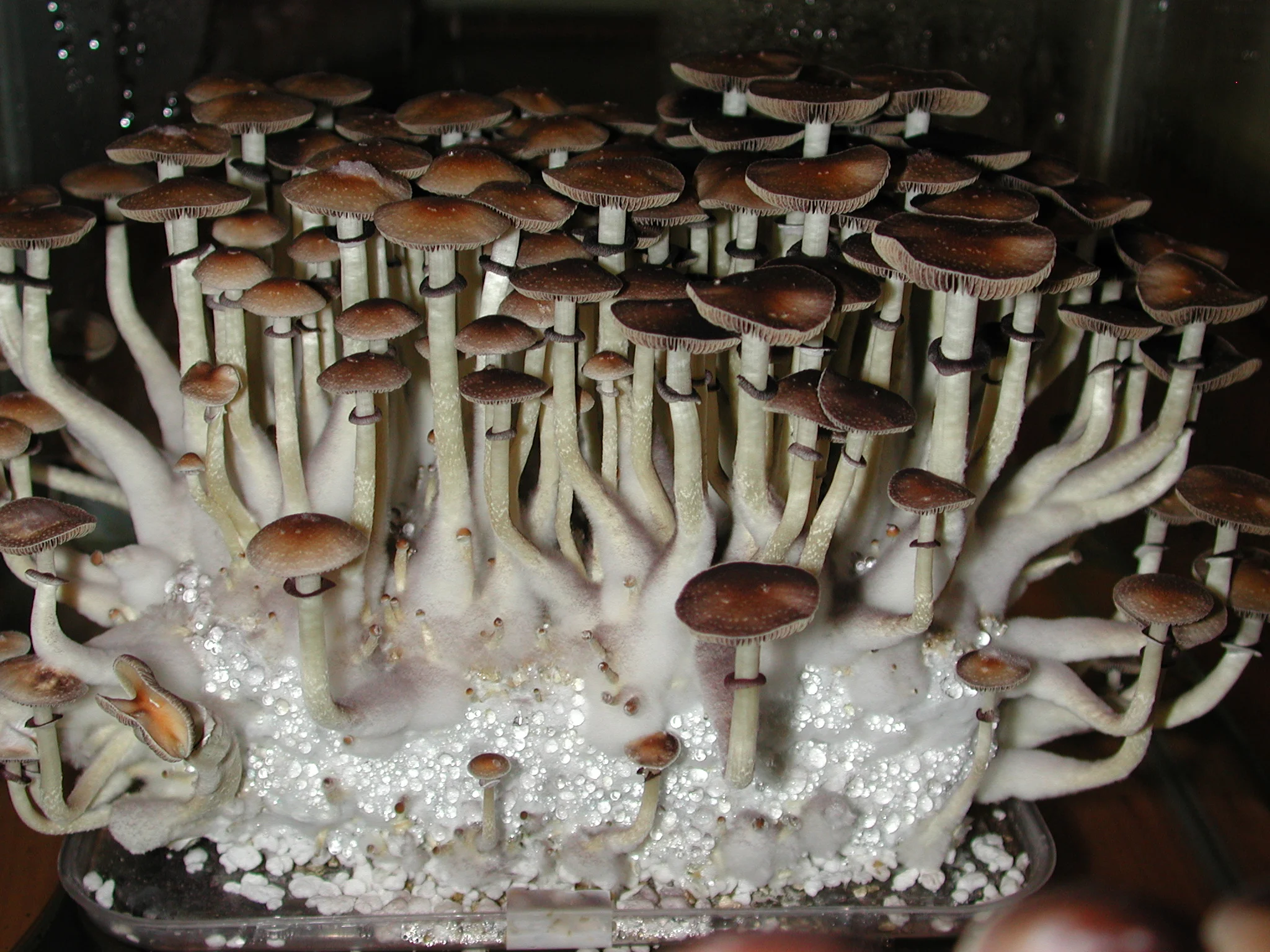 Psilocybe cubensis growkit