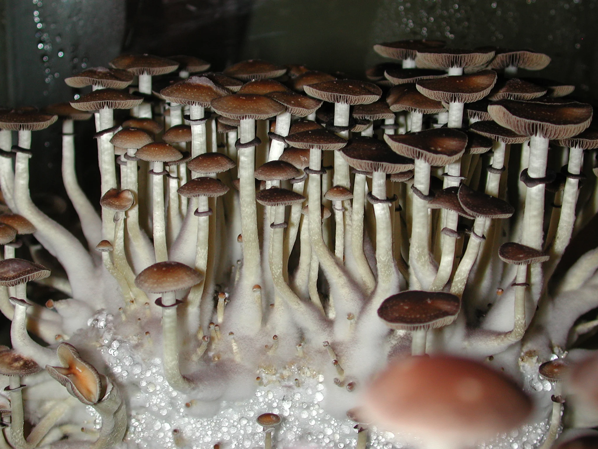 Psilocybe cubensis growkit