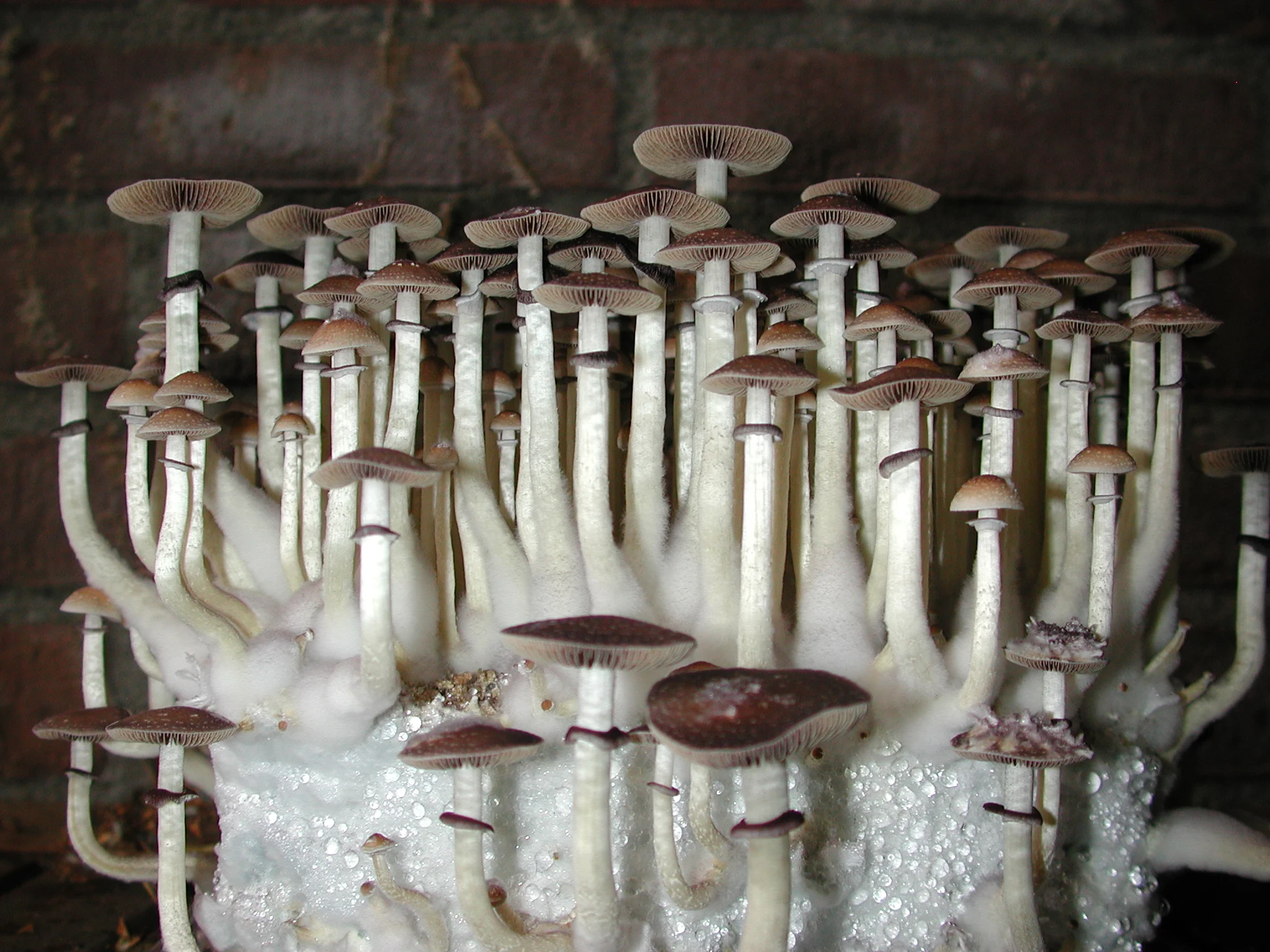 Psilocybe cubensis growkit