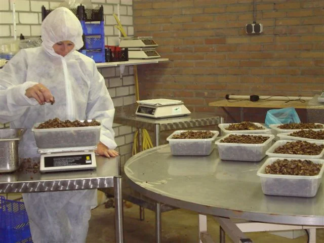 Sjamaan truffle production