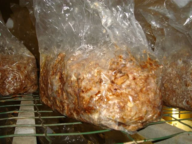 Sjamaan truffle production