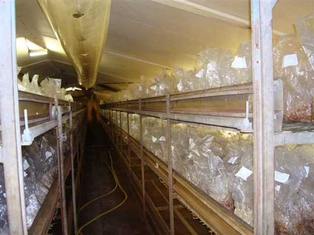 Sjamaan truffle production