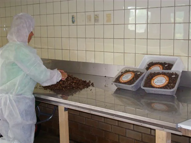 Sjamaan truffle production