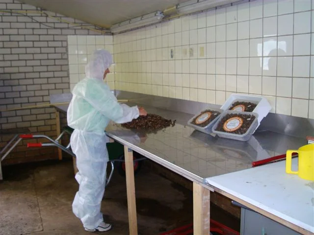 Sjamaan truffle production